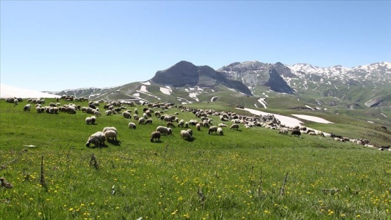 Dört mevsimin bir arada yaşandığı Berçelan Yaylası göçerleri ağırlıyor