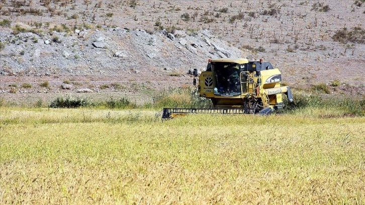 Dron ile ekilen ve ilaçlanan çeltik tarlalarında hasat sürüyor