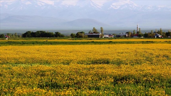 Düğün çiçeklerinin sarıya boyadığı Ağrı Ovası büyülüyor