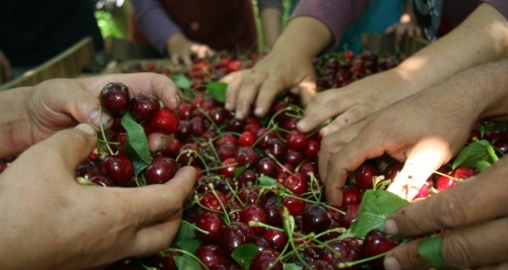 Dünyaca ünlü Sultandağı kirazında hasat döneminin sonuna yaklaşıldı