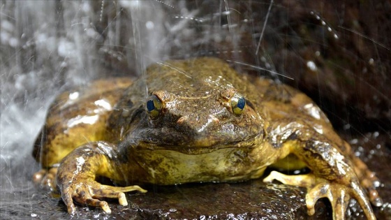 Dünyanın en büyük kurbağası yavruları için gölet inşa ediyor