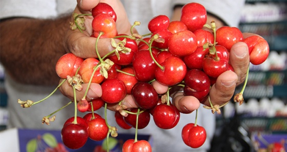 Dünyanın kirazı Manisa'dan