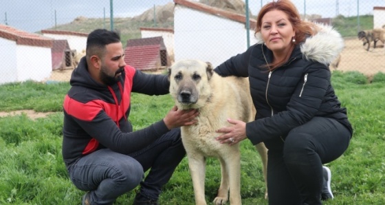 Dünyayı gezdi aradığı arı ırkı Sivas’ta buldu