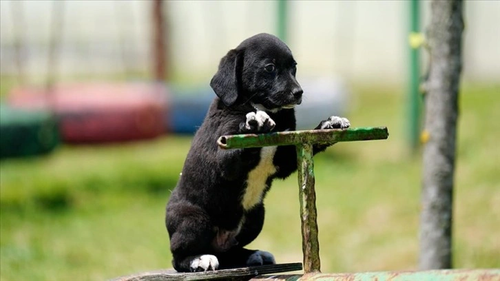 Düzce Belediyesi, sahipsiz köpek sorununu kısırlaştırma ve rehabilitasyonla çözmeye çalışıyor