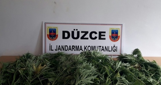 Düzce’de 56 kök Hint keneviri yakalandı