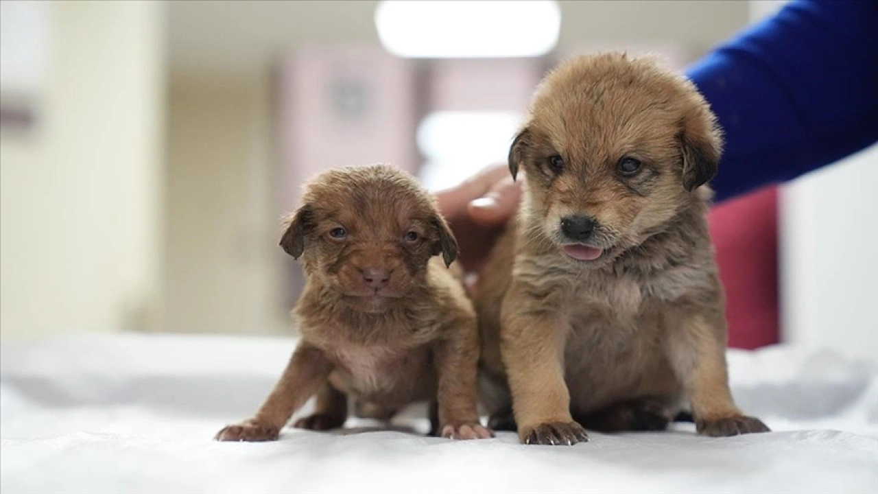 Düzce'de donmak üzereyken bulunan köpek yavrularına "sıcak yuva" aranıyor