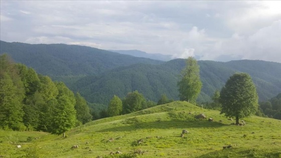 Düzce&#039;ye &#039;Bal Köyü&#039; kuruluyor