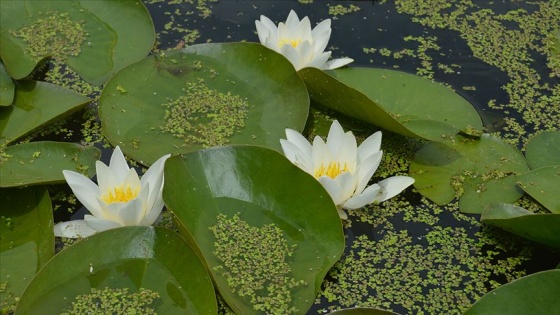 Eber Gölü'ndeki 'lotus' manzarası hayran bırakıyor