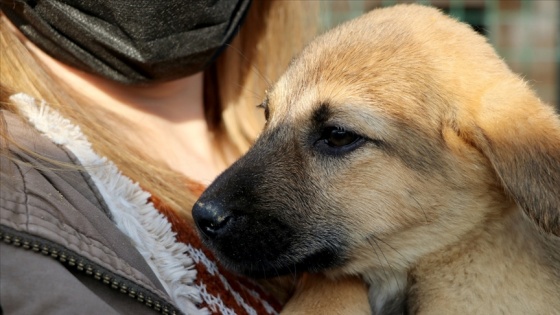 Edirne'de barınakta yaşayan 'Paspas' adlı köpeği Gülben Ergen sahiplendi
