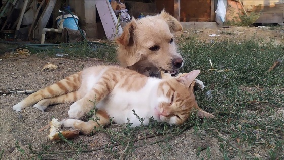 Edirne'de bir çiftlikte yaşayan kedi ve köpeğin dostluğu görenleri şaşırtıyor