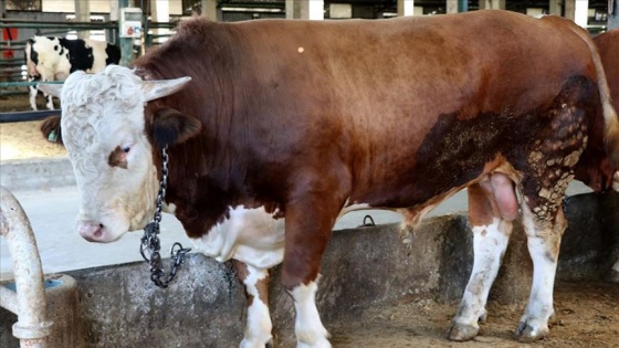 Edirne'de bir tonluk boğa 'Pehlivan' 28 bin liraya satıldı