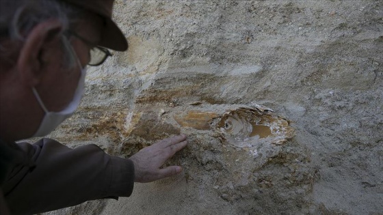 Edirne'de mamut fosili bulundu