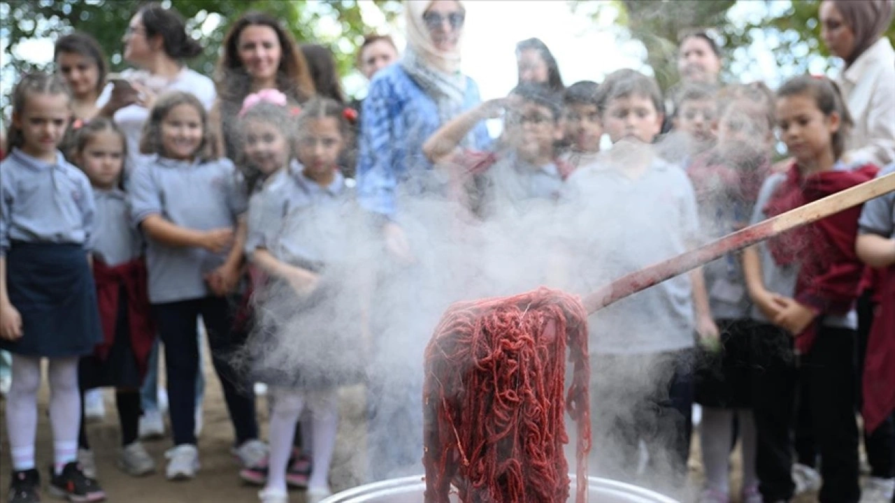 Edirne kırmızısının elde edildiği bitkide hasat zamanı