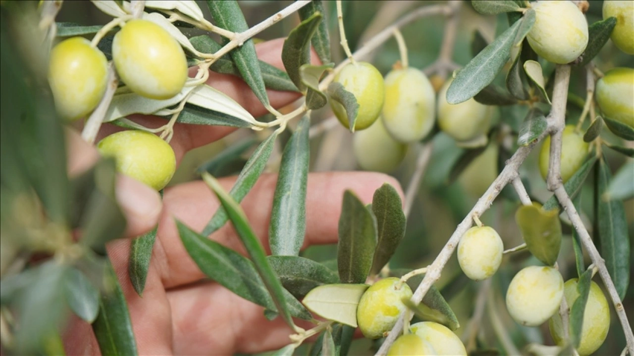 Egeli zeytin ve zeytinyağı ihracatçıları 5 yıllık vadede 1,5 milyar dolar ihracat hedefliyor