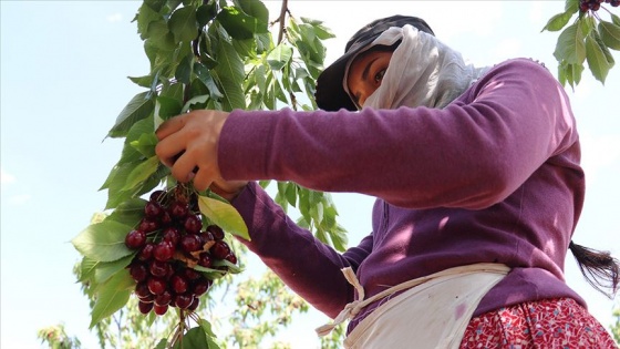 Ekmeklerini 'dalbastı'dan çıkarıyorlar