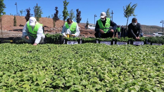 Elazığ'da 2 milyon sebze fidesi toprakla buluşturuldu