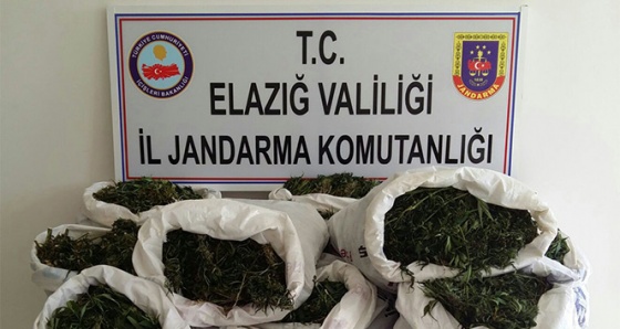 Elazığ'da 3 bin 125 kök Hint keneviri ve 75 kilo esrar ele geçirildi