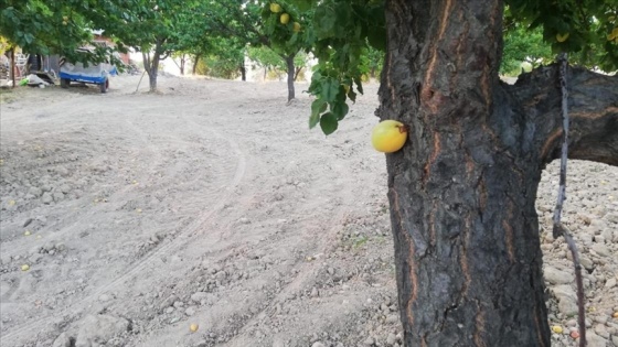 Elazığ'da bir bahçede kayısı meyvesi, ağacın dalında değil gövdesinde çıktı