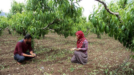 Elazığ'da ceviz büyüklüğünde dolu ekinlere zarar verdi