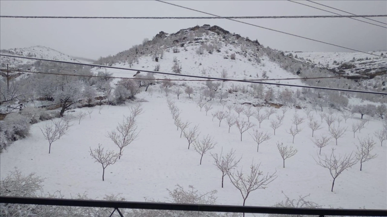 Elazığ'da çiçek açan kayısı ağaçları kar altında kaldı