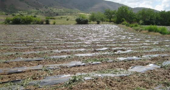 Elazığ'da dolu, zarara yol açtı