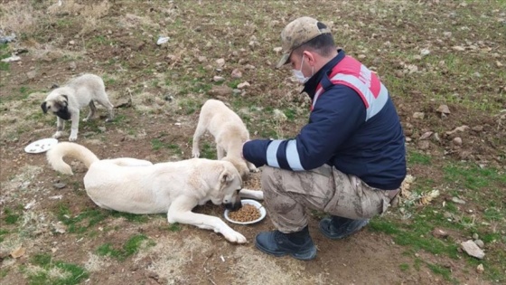 Elazığ'da sokağa çıkma kısıtlamasında sokak hayvanlarına mama verildi