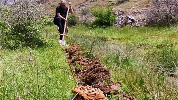 Elazığ'da kaçak salep soğanı toplayan 6 kişiye 1 milyon 464 bin lira ceza kesildi