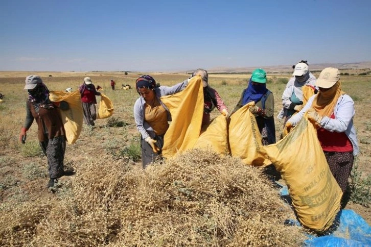 Elazığ'da kadınların bunaltıcı sıcakta çörek otu mesaisi