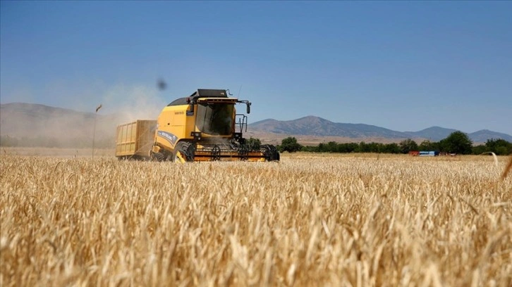 Elazığ'da yağışlar arpa ve buğdayda üretimi artırdı