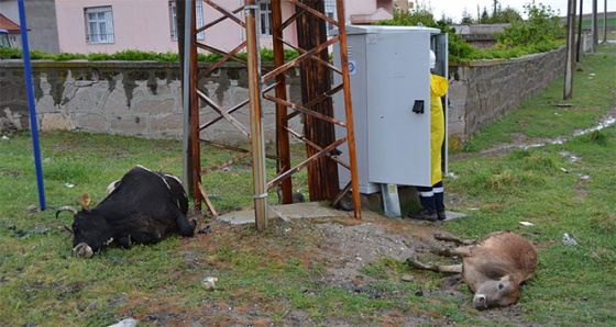 Elektrik akımına kapılan hayvanlar telef oldu