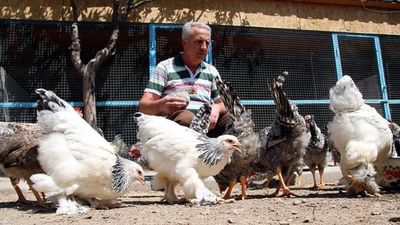 Emekli işçinin 'uluslararası süs tavuğu' tutkusu