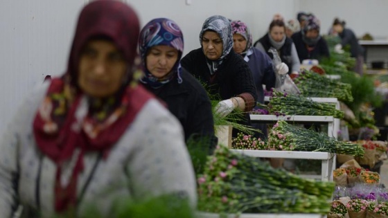 En çok karanfil, gerbera ve gül üretildi