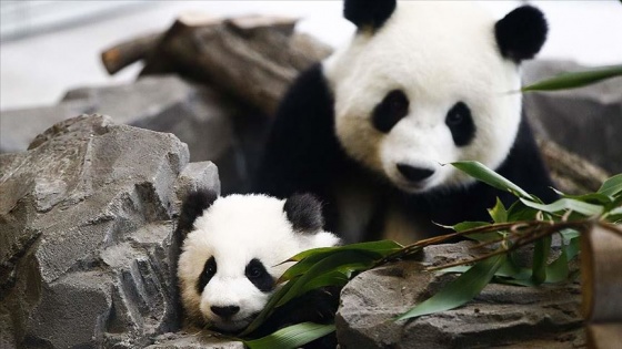 En çok panda ve deniz kaplumbağası evlat edindik