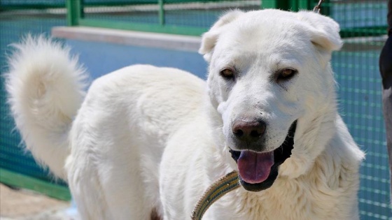 &#039;En iyi sürü bekçi köpeği&#039; modern tesiste yetiştirilecek