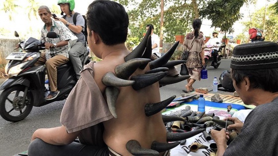 Endonezya'da 'bufalo boynuzu'yla tedavi