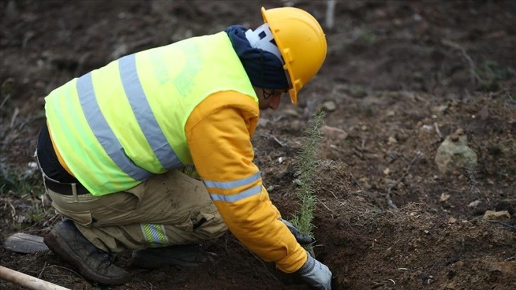 Enerji nakil hatlarının geçtiği atıl arazilere tıbbi aromatik bitkiler ekiliyor