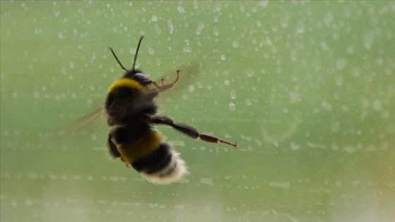 Enfeksiyon kapan gözünden canlı arılar çıkarıldı