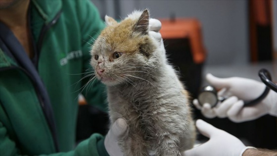 Enkaz altından çıkarılan kedi 'Toros'a belediyede bakılıyor