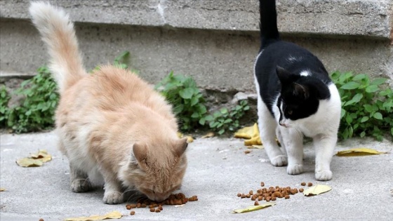 Erdal amcanın emaneti kedilere mahalleli sahip çıktı