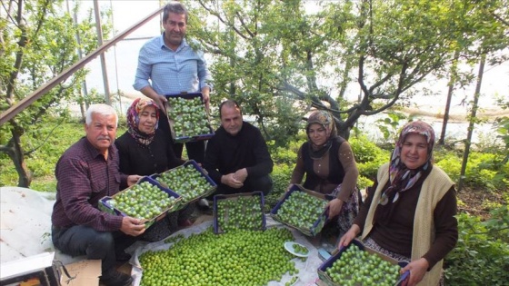 Erik bahçelerinde hummalı hasat