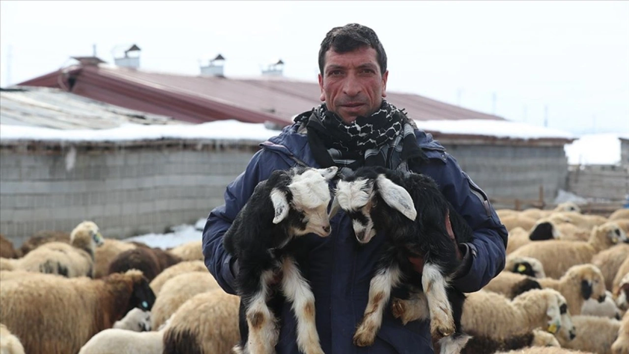 Erzincan'da besiciler kuzu doğumları için ağılda nöbet tutuyor