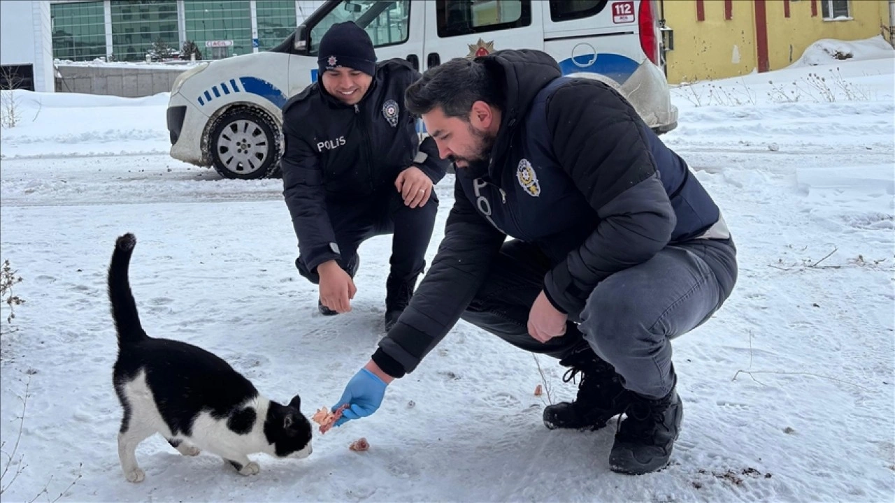 Erzincan'da polisler, sahipsiz hayvanlar için belirli noktalara yiyecek bıraktı