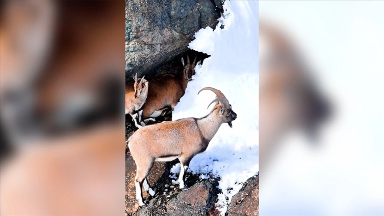 Erzincan'ın karla kaplı dağlarında yaban keçileri görüntülendi