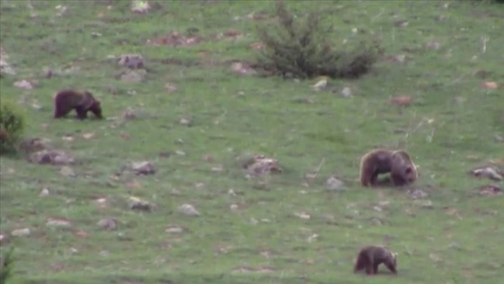 Erzurum'da boz ayılar yiyecek ararken görüntülendi