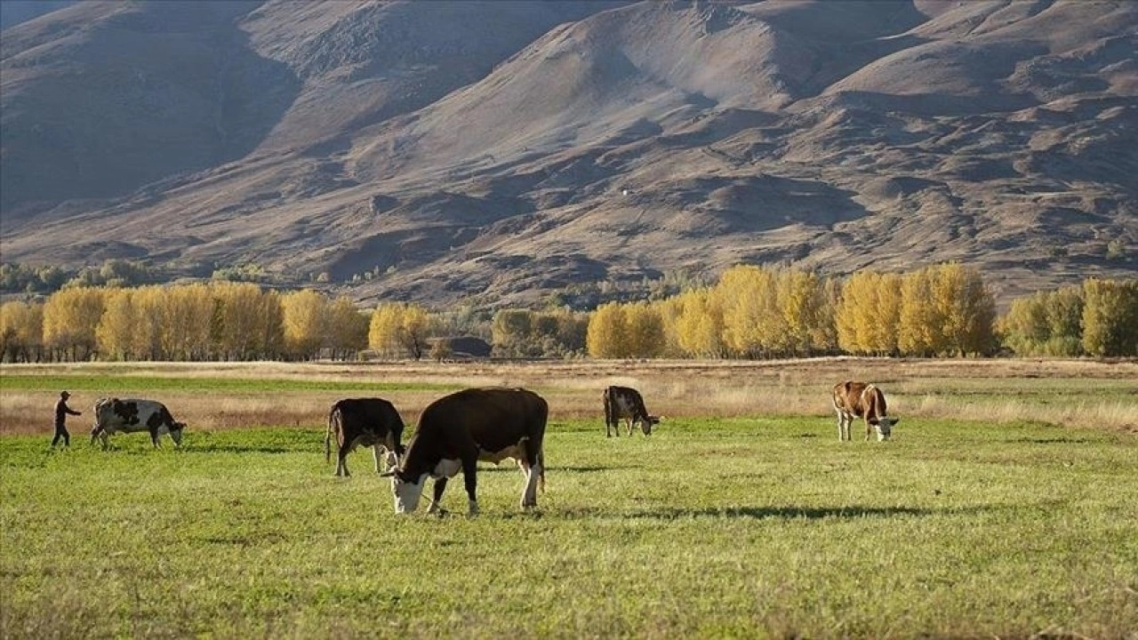 Erzurum'da "Kırsalda Bereket Hayvancılığa Destek Projesi"ne 2 bin 500 başvuru yapıldı