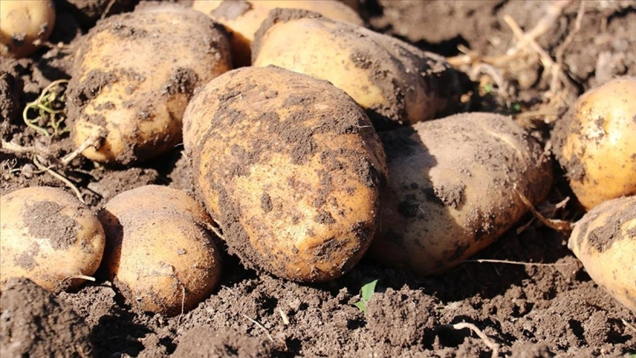 Erzurum'da patates üreticileri, emeklerinin karşılığı için lisanslı depo kurulmasını istiyor