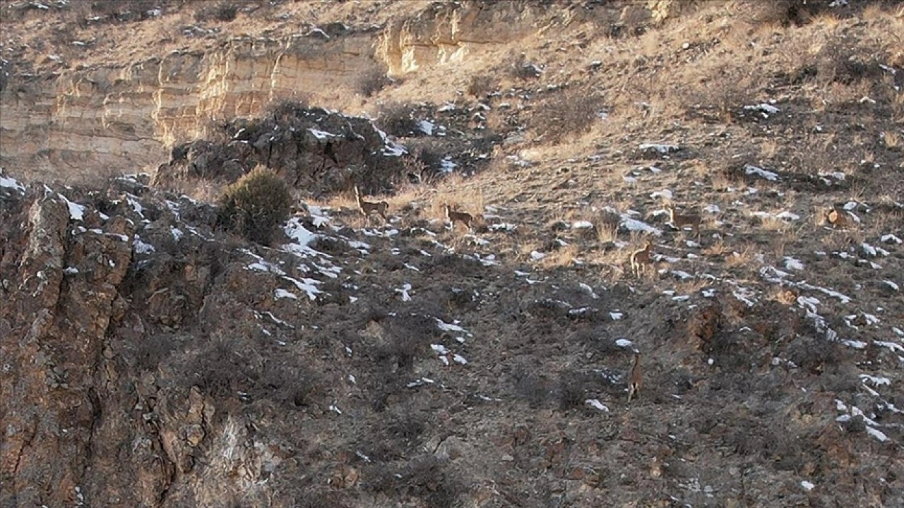 Erzurum'da sürü halindeki dağ keçileri dronla görüntülendi