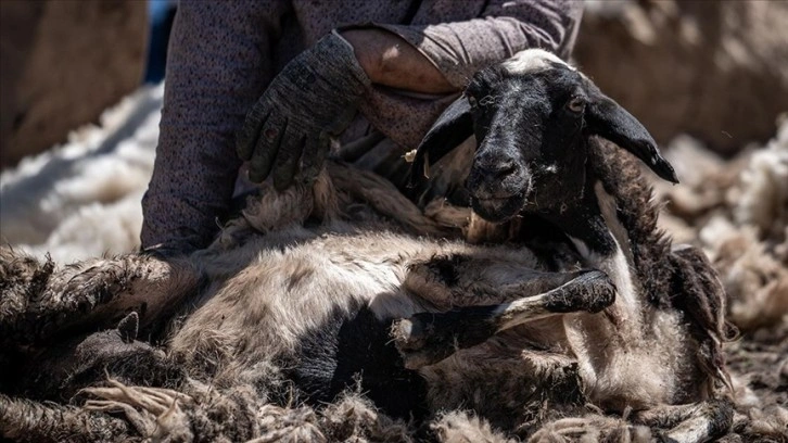 Erzurum yaylalarındaki göçerler yüzlerce koyunu imece usulü kırkıyor