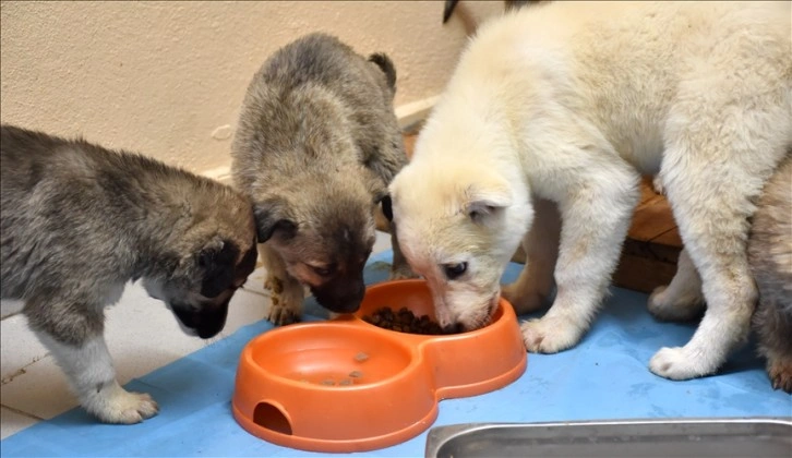 Erzurum'da donmak üzereyken bulunan 63 köpek yavrusunun durumu iyi