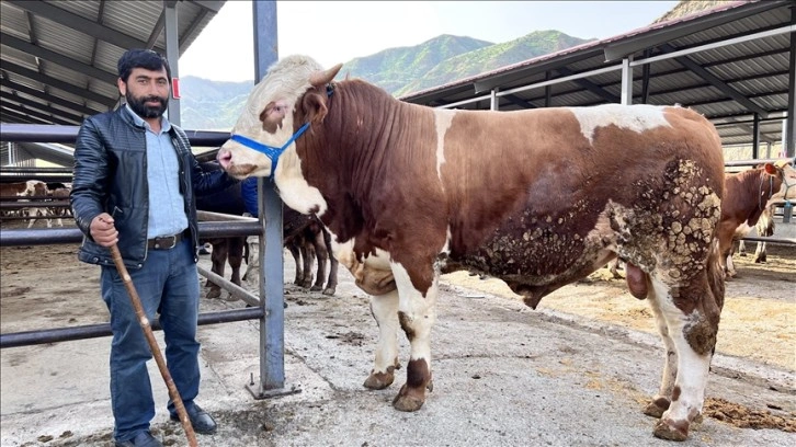 Erzurum'daki hayvan pazarlarında kurban hareketliliği başladı